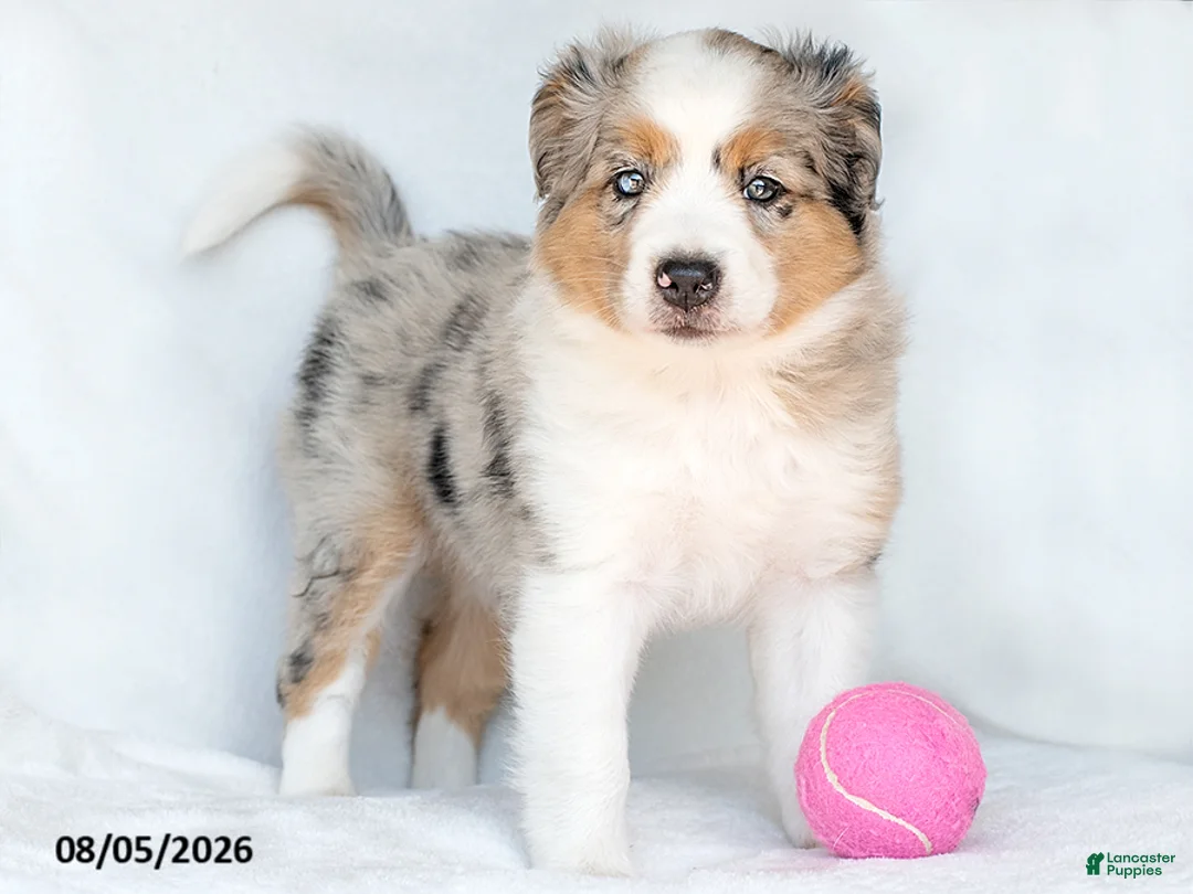 Miniature Australian Shepherd dogs for sale: Shayla - Ad 1