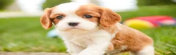Cavalier King Charles Spaniel dogs for sale: Evie - Ad 7