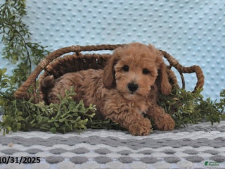 Bichpoo dogs - Ad 36