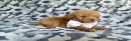 Cockapoo dogs for sale: Freddy - Ad 4