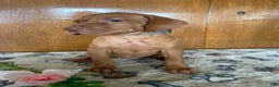 Vizsla dogs for sale: Star - Ad 2