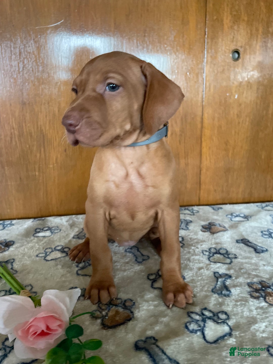 Vizsla dogs for sale: Star - Ad 2
