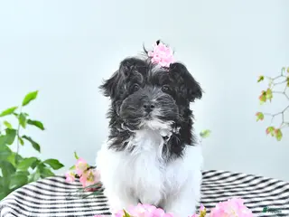 Havapoo dogs Elsa - Ad 3