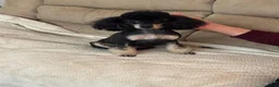 Toy Poodle dogs for sale: Latte - Ad 3