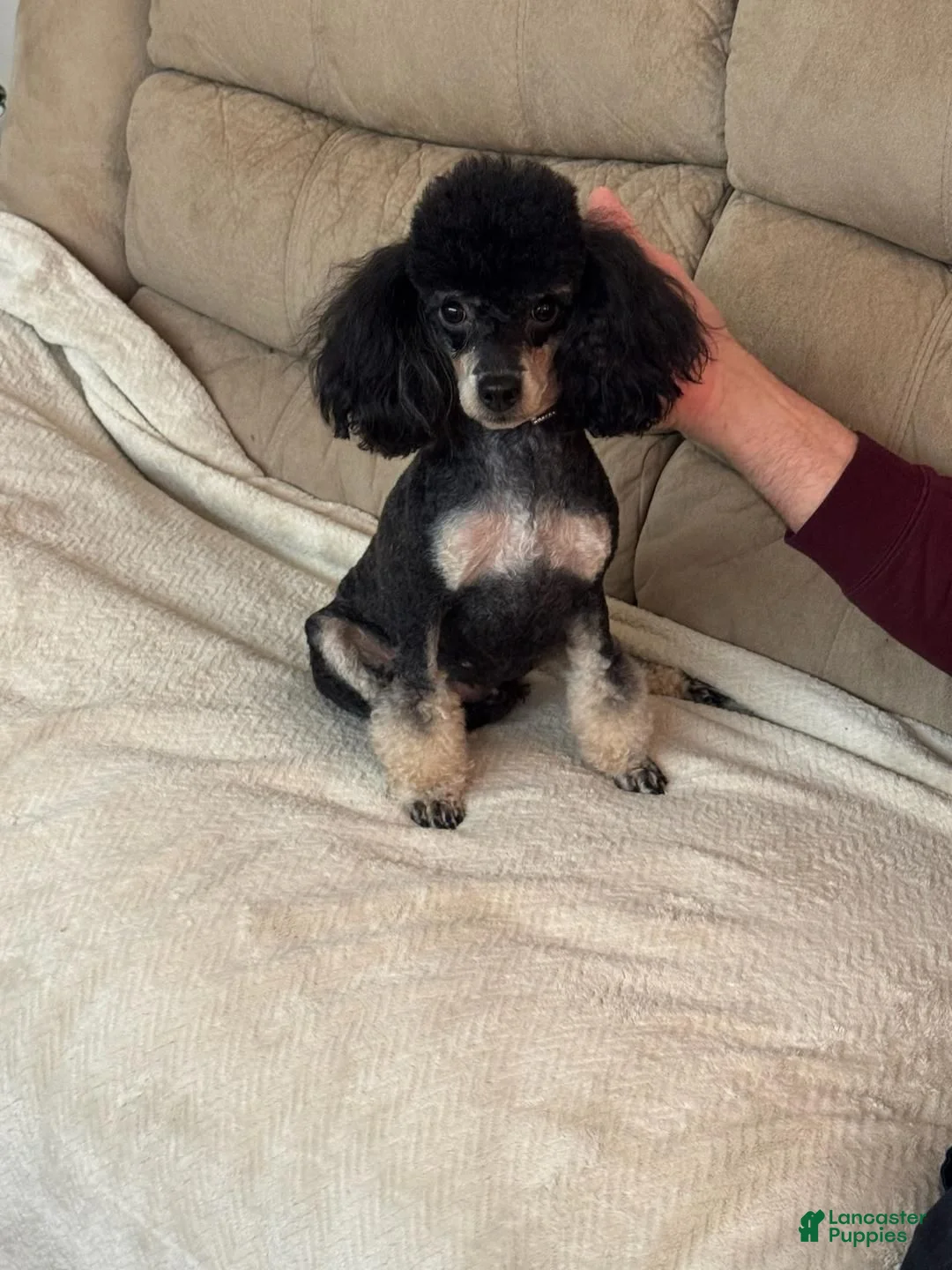 Toy Poodle dogs for sale: Toast - Ad 2