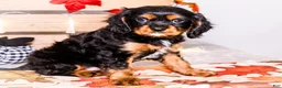 Cavalier King Charles Spaniel dogs for sale: Isaiah - Ad 5