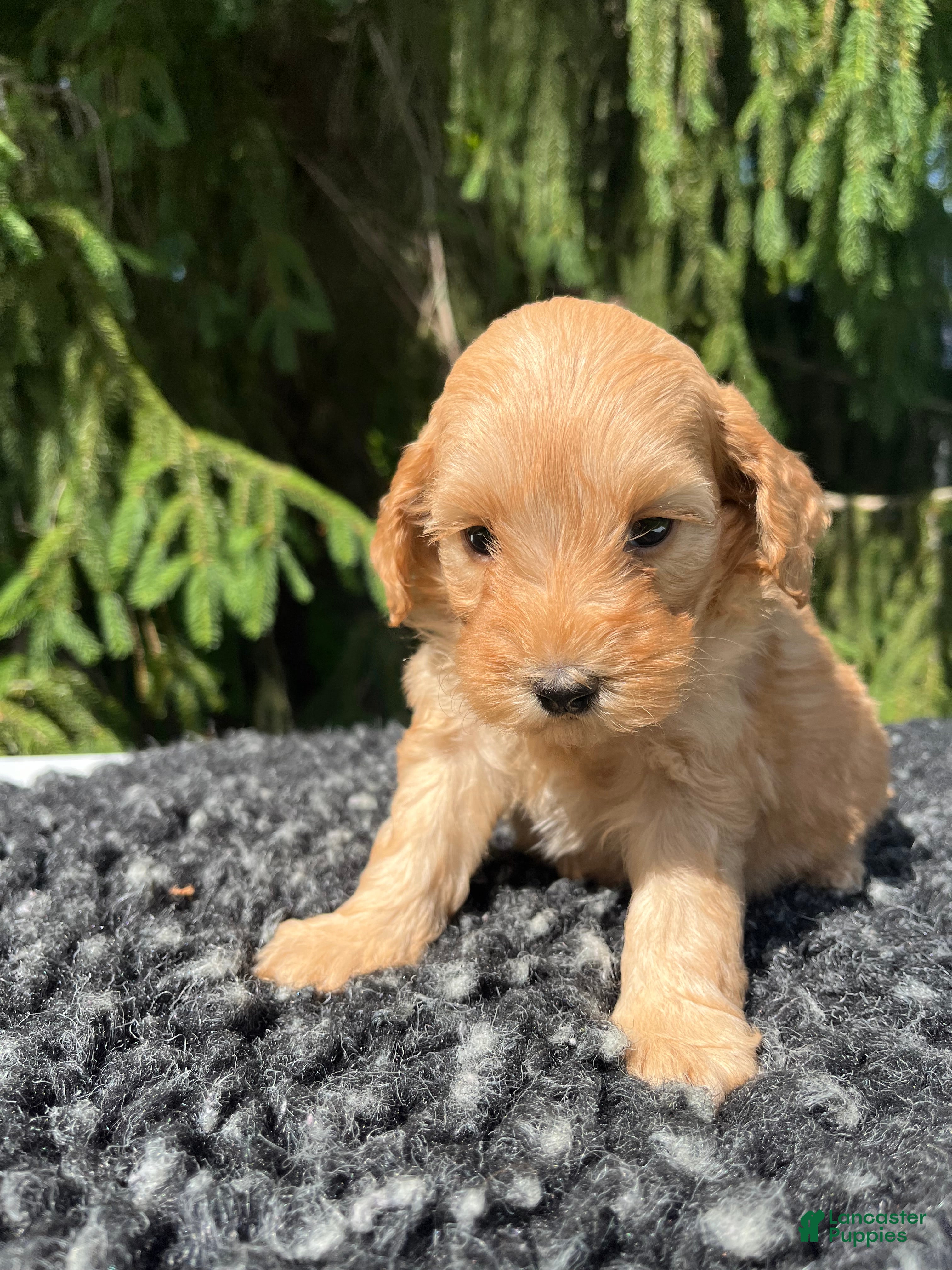 Mini Goldendoodle dogs Cooper - Ad 2