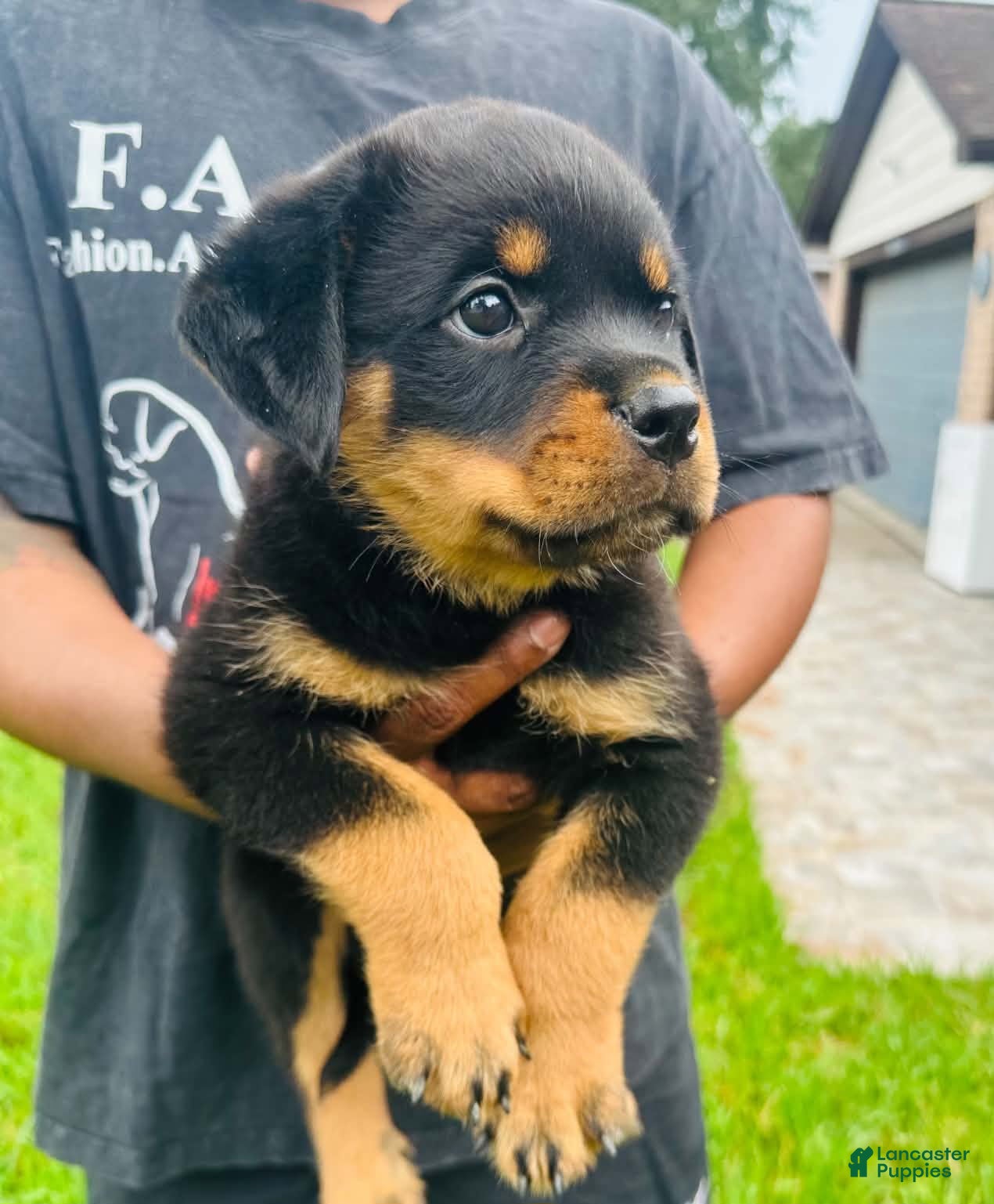 Rottweiler dogs Rottweiler Female - Ad 2