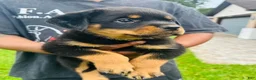 Rottweiler dogs for sale: Rottweiler Female - Ad 2