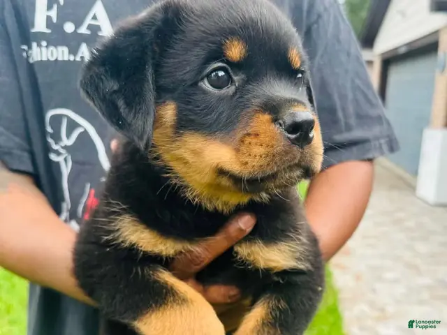 Rottweiler dogs Rottweiler Female - Ad 2