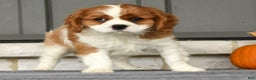 Cavalier King Charles Spaniel dogs for sale: Charlie - Ad 7