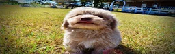 Havapoo dogs for sale: Ozzie - Ad 7