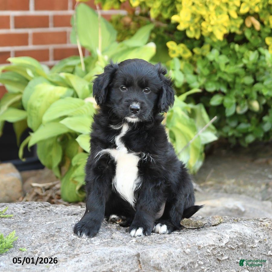 Mixed Breed dogs Lilac - Ad 1