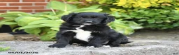 Mixed Breed dogs for sale: Lilac - Ad 1