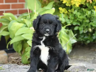 Mixed Breed dogs for sale: Lilac - Ad 1