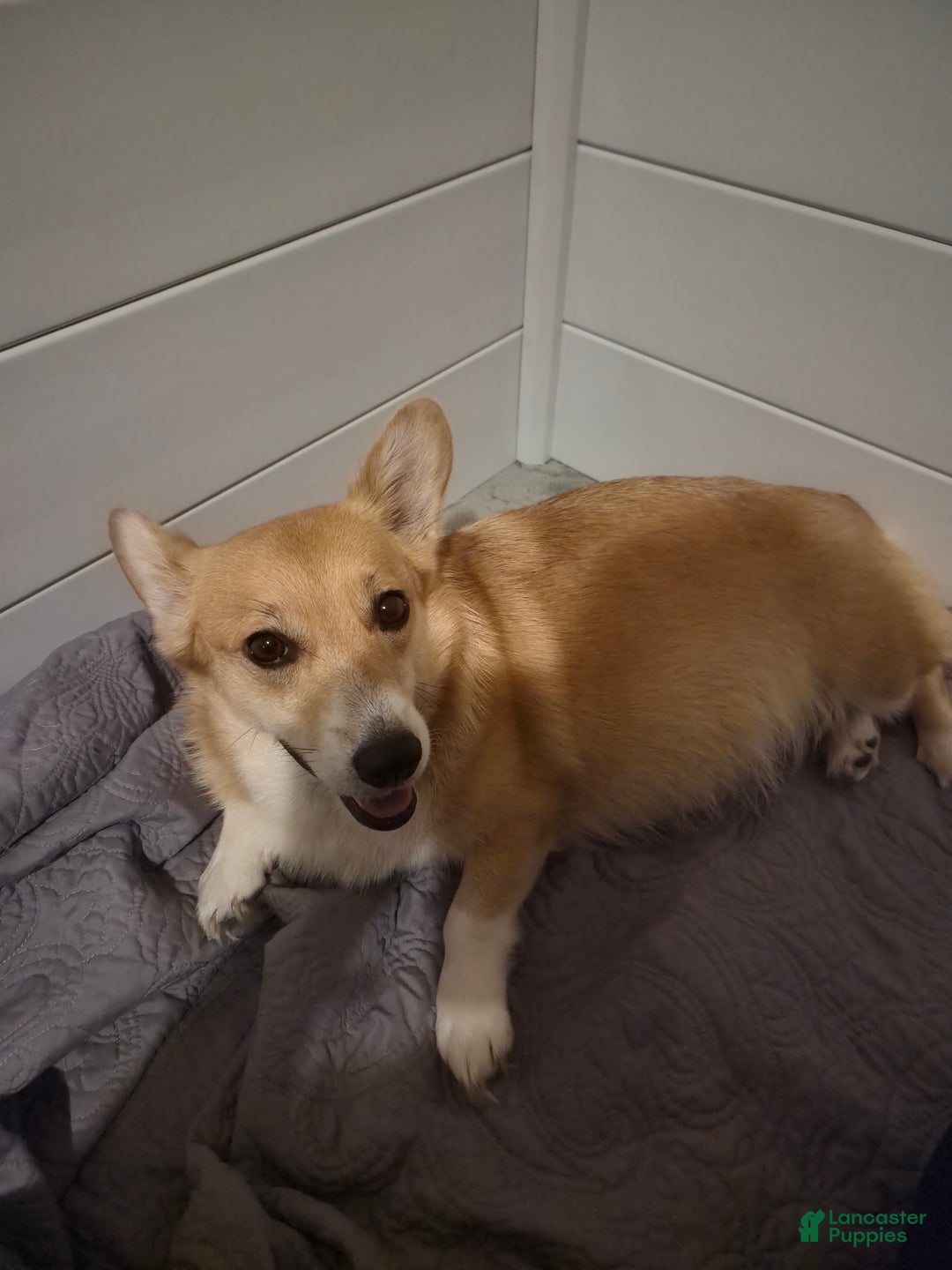 Welsh Corgi Pembroke dogs for sale: Welsh Corgi Pembroke Puppy 1 - Ad 4