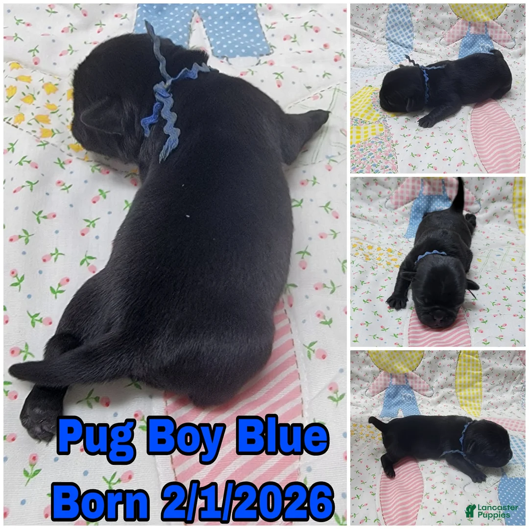 Pug dogs for sale: Pug Puppy Boy Blue - Ad 1
