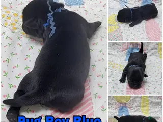 Pug dogs Pug Puppy Boy Blue - Ad 5