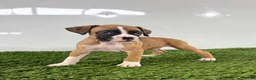 Boxer dogs for sale: Mario - Ad 3