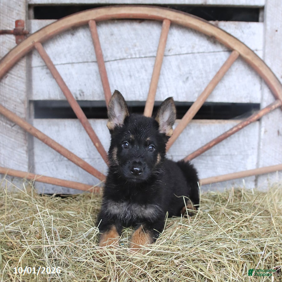 German Shepherd dogs Dora - Ad 1