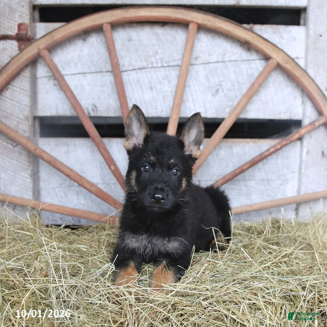 German Shepherd dogs for sale: Dora - Ad 1