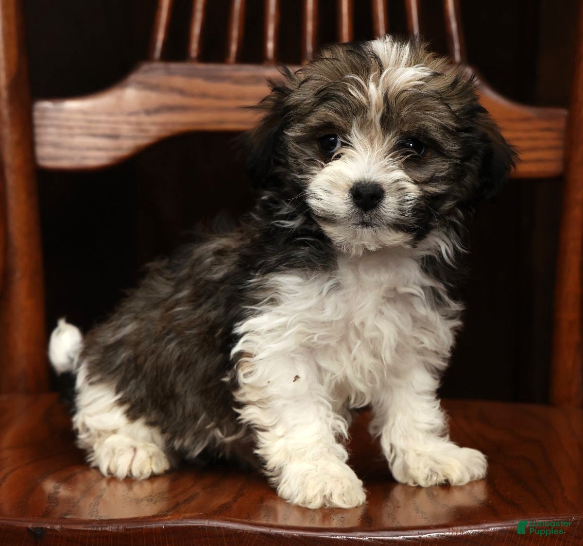 Havanese dogs AJ - Ad 1