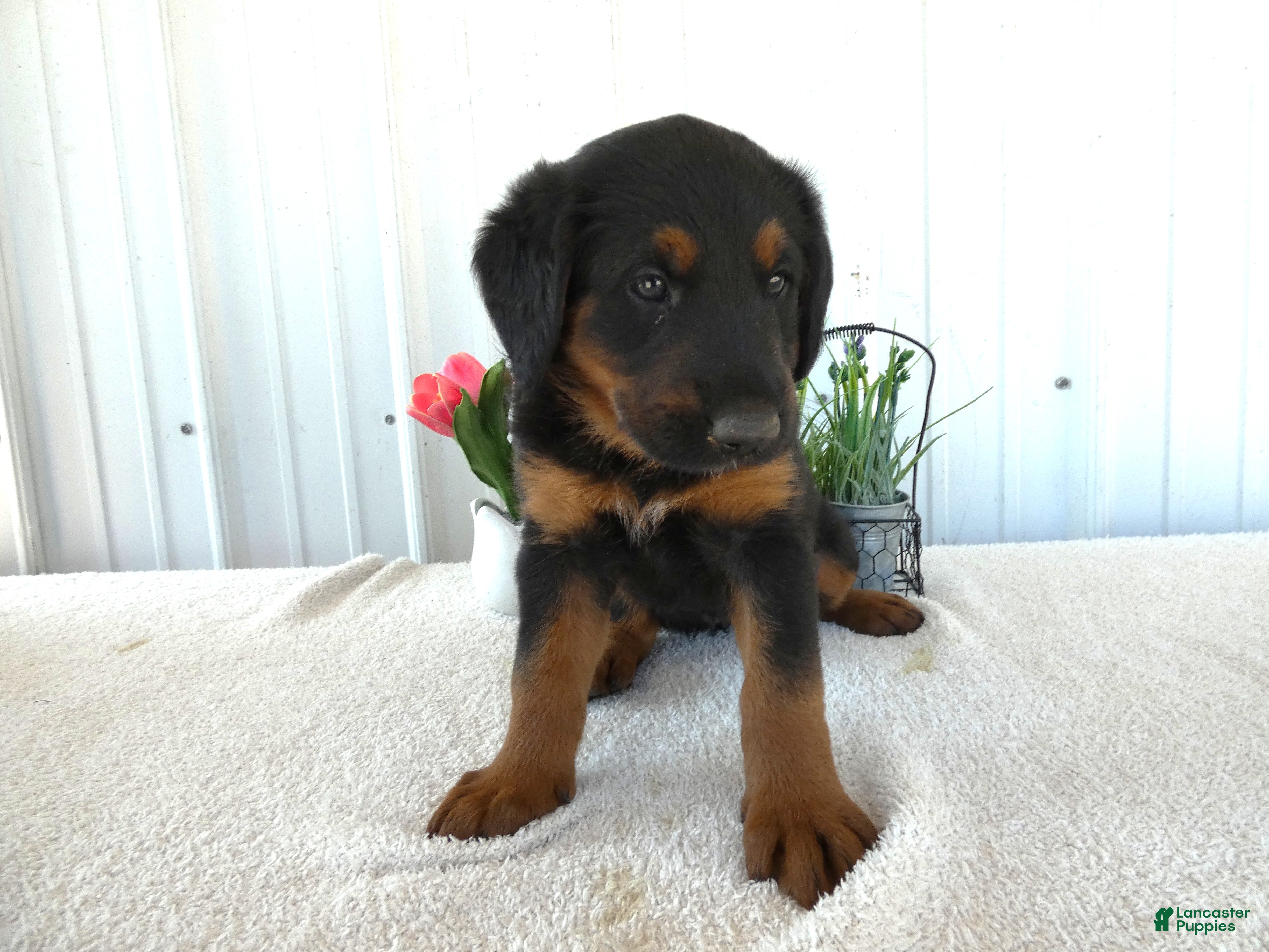 Mixed Breed dogs Mixed Breed 4 Chloe - Ad 15