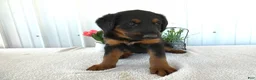 Mixed Breed dogs for sale: Mixed Breed 4 Chloe - Ad 1