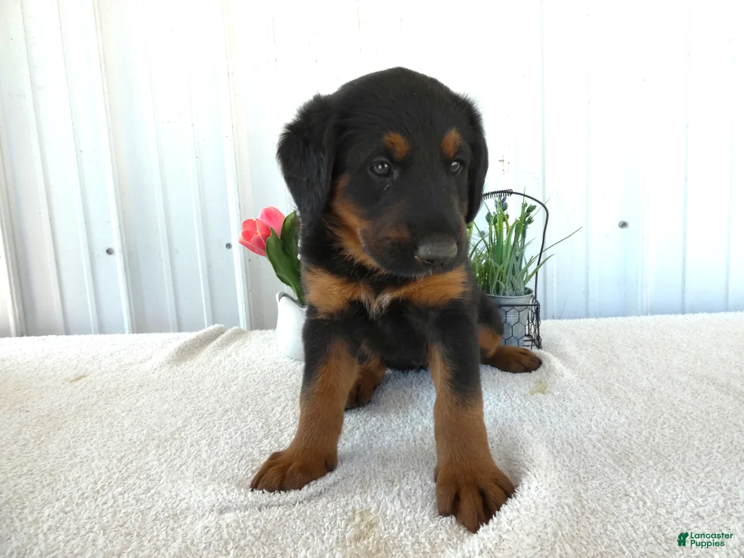 Mixed Breed dogs for sale: Mixed Breed 4 Chloe - Ad 1
