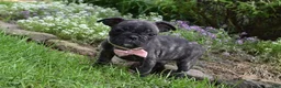 Frug dogs for sale: Mia - Ad 6