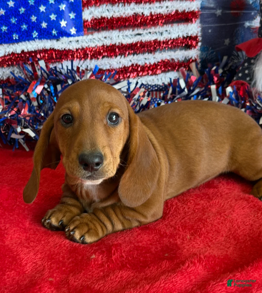 Dachshund dogs for sale: Nate - Ad 3