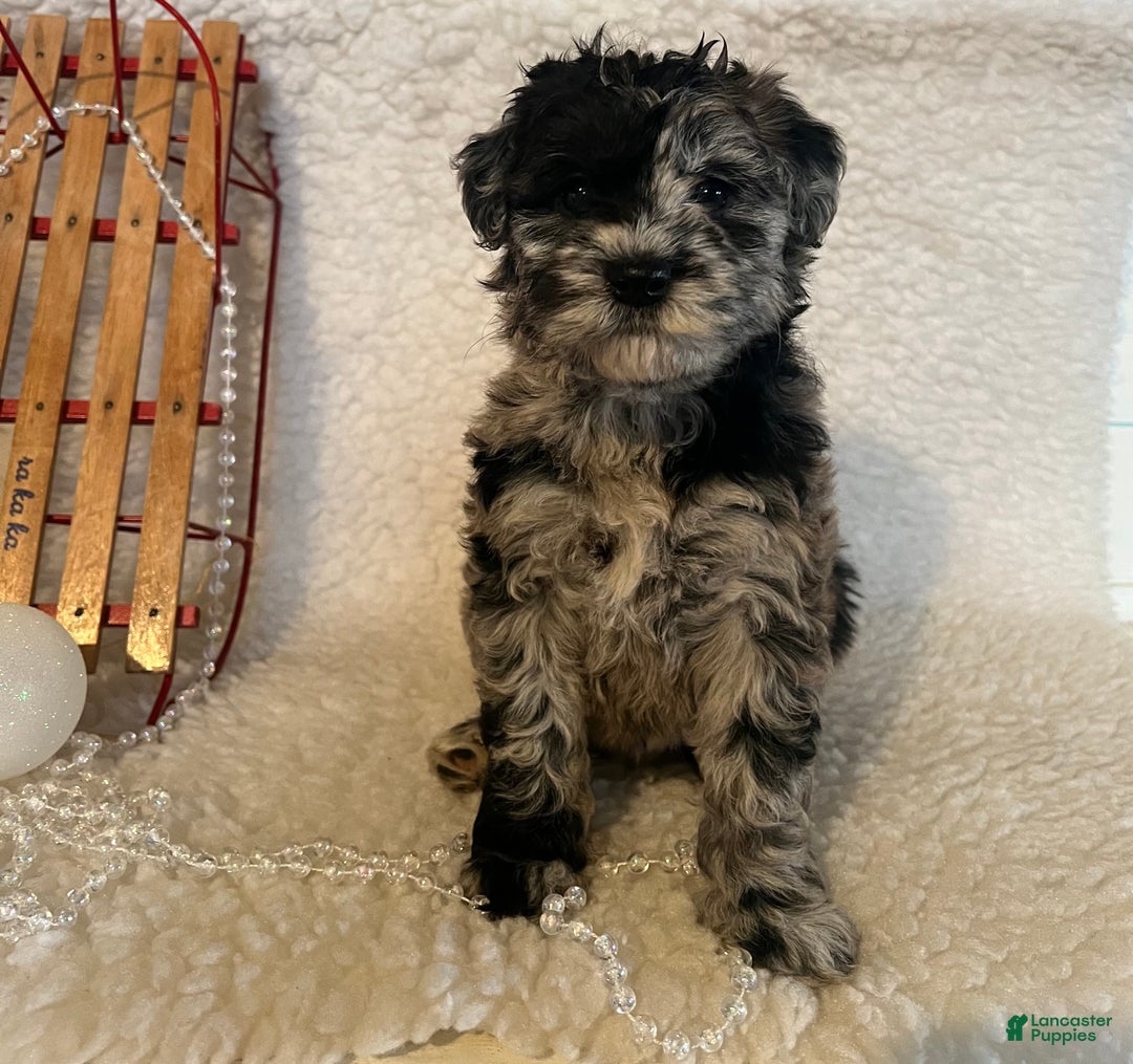 Whoodle dogs for sale: Ginger  - Ad 4