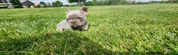 French Bulldog dogs for sale: Jayden  - Ad 3