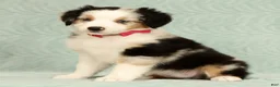 Miniature Australian Shepherd dogs for sale: Remi - Ad 3