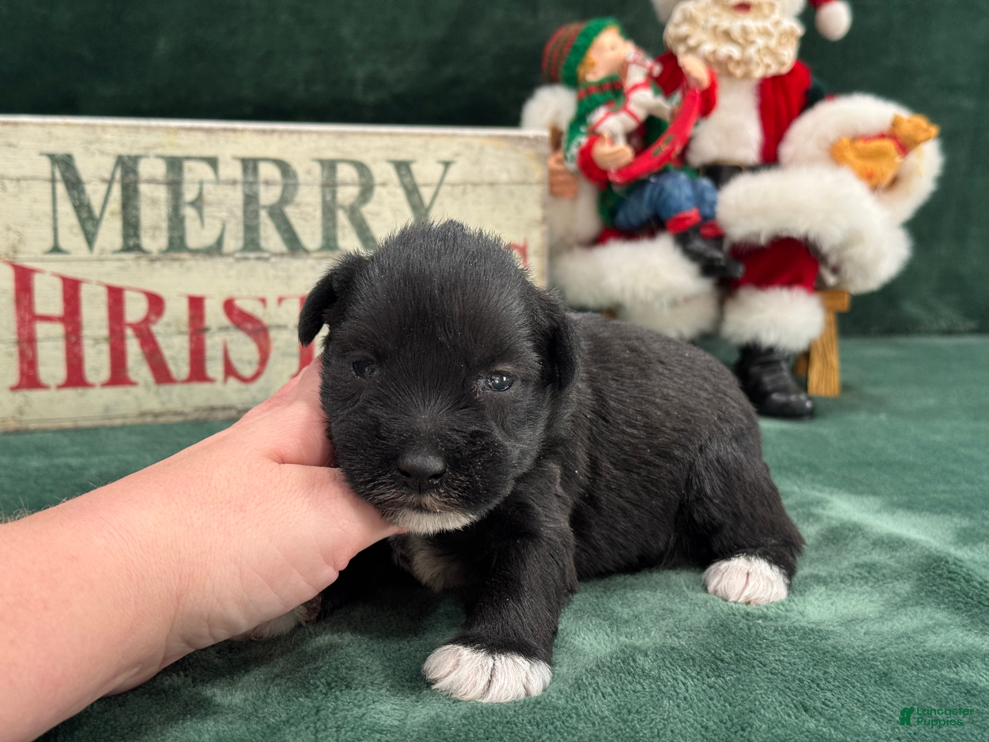 Miniature Schnauzer dogs Elsa Male 1 - Ad 9