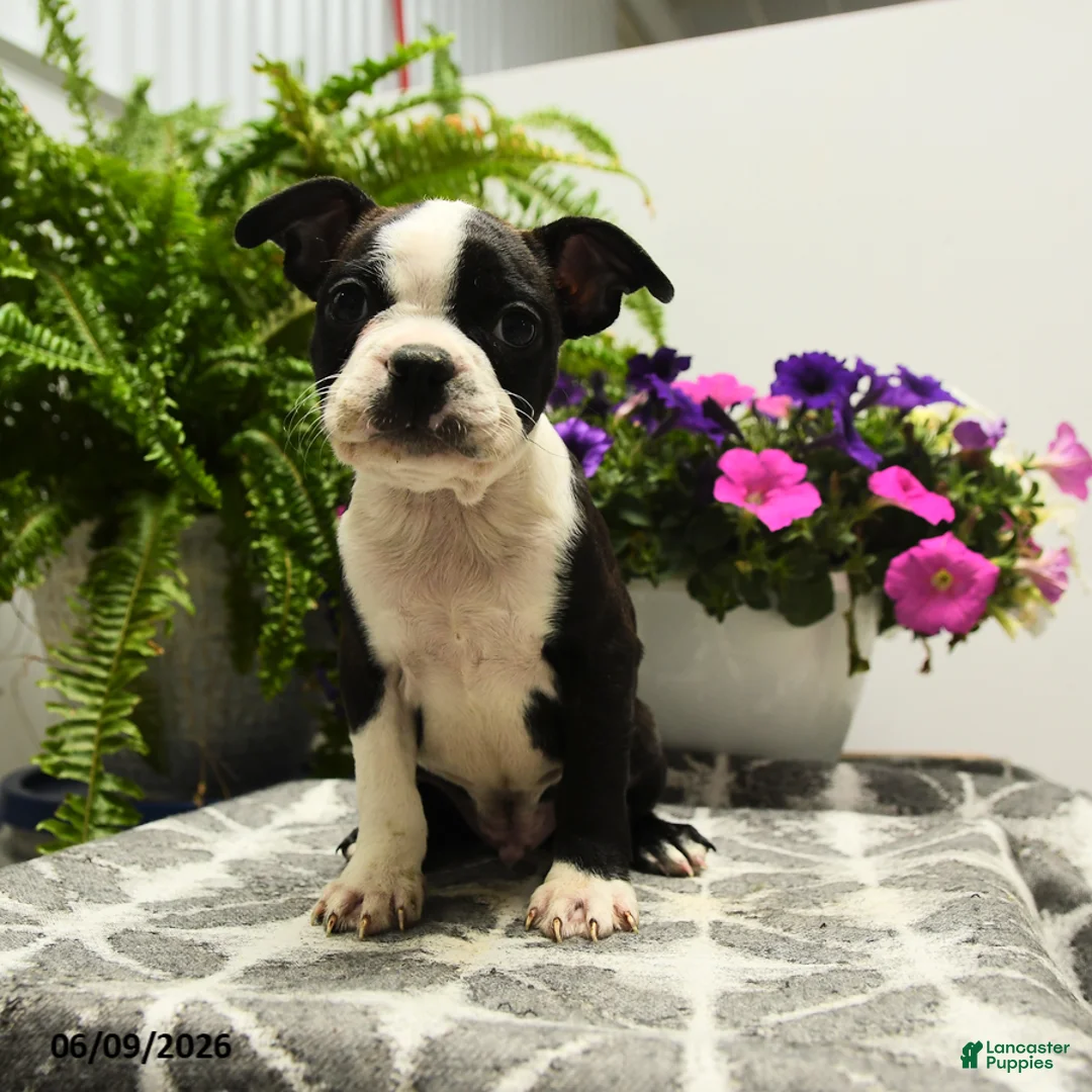 Boston Terrier dogs for sale: Nolan - Ad 5