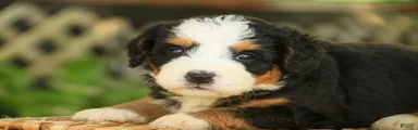 Mercedes Mini Bernedoodle 
