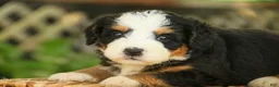 Mini Bernedoodle dogs for sale: Mercedes Mini Bernedoodle  - Ad 1
