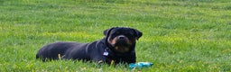 Rottweiler dogs for sale: Rottweiler Puppy 4 Purple Girl  - Ad 7