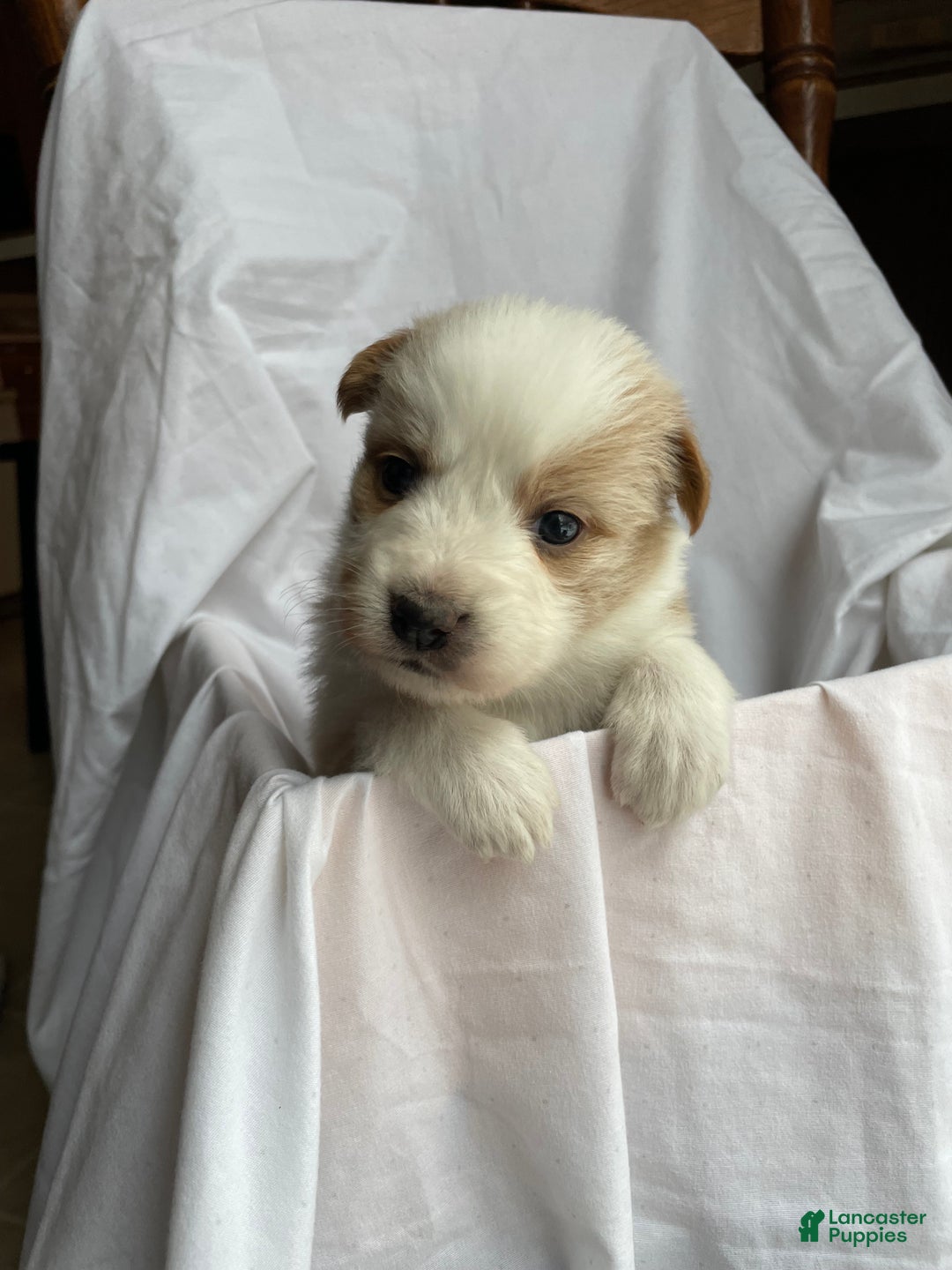 Australian Shepherd dogs for sale: Chance - Ad 33