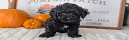 Miniature Poodle dogs for sale: Hazel - Ad 4