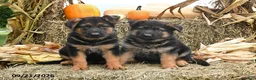 German Shepherd dogs for sale: Lucky - Ad 5