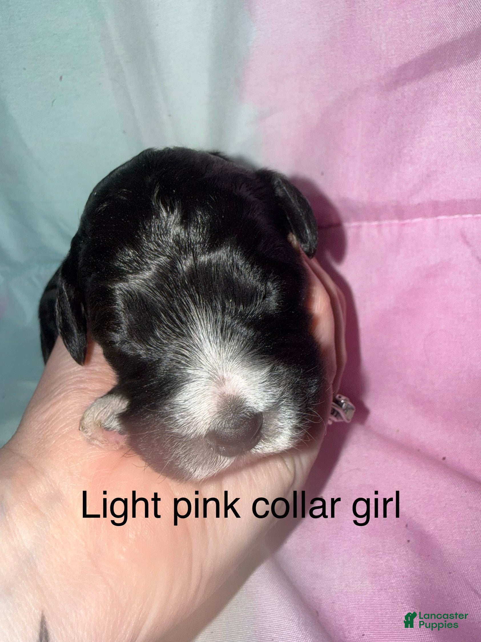 Mixed Breed dogs Light pink collar girl  - Ad 15