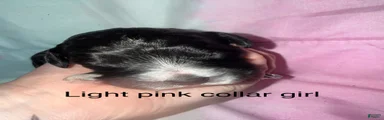 Light pink collar girl 