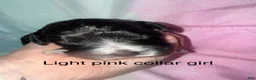 Mixed Breed dogs for sale: Light pink collar girl  - Ad 1