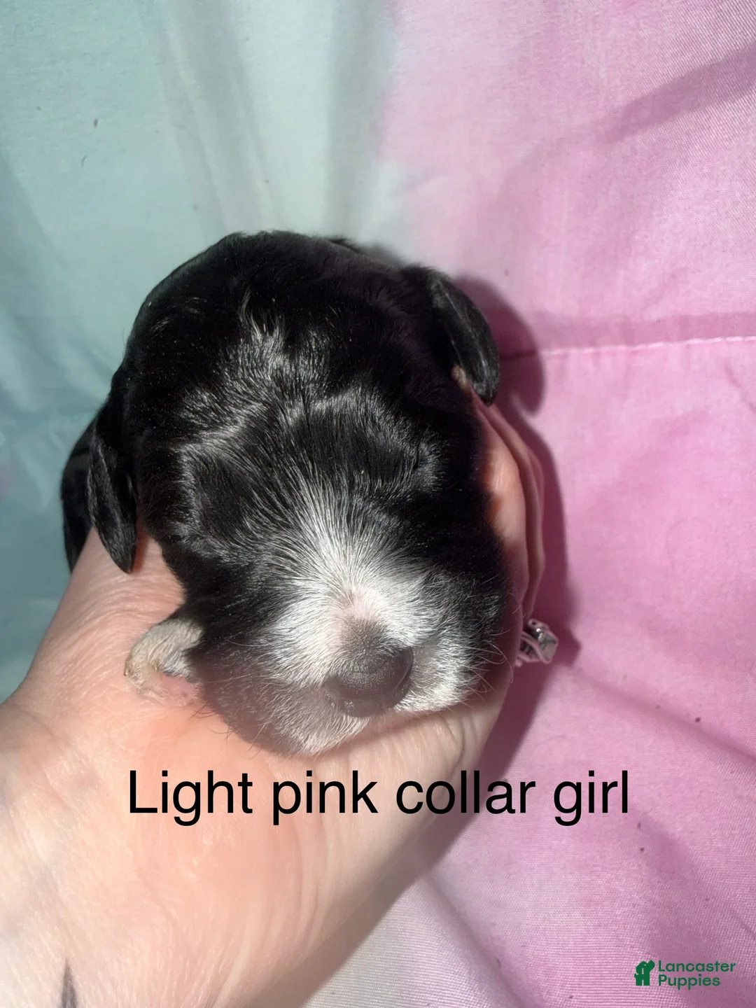 Mixed Breed dogs for sale: Light pink collar girl  - Ad 1