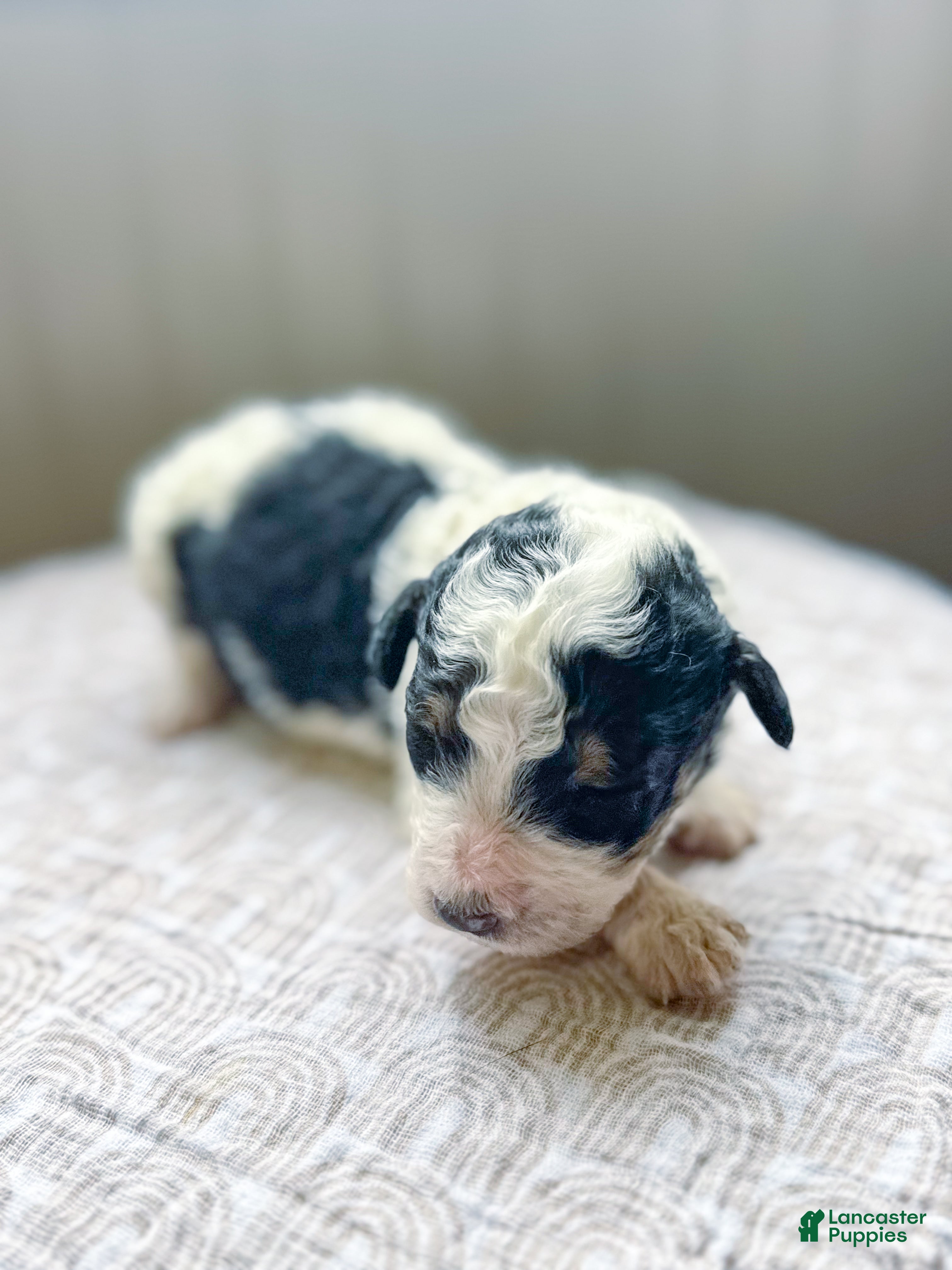 Mini Bernedoodle dogs Charlie - Ad 17