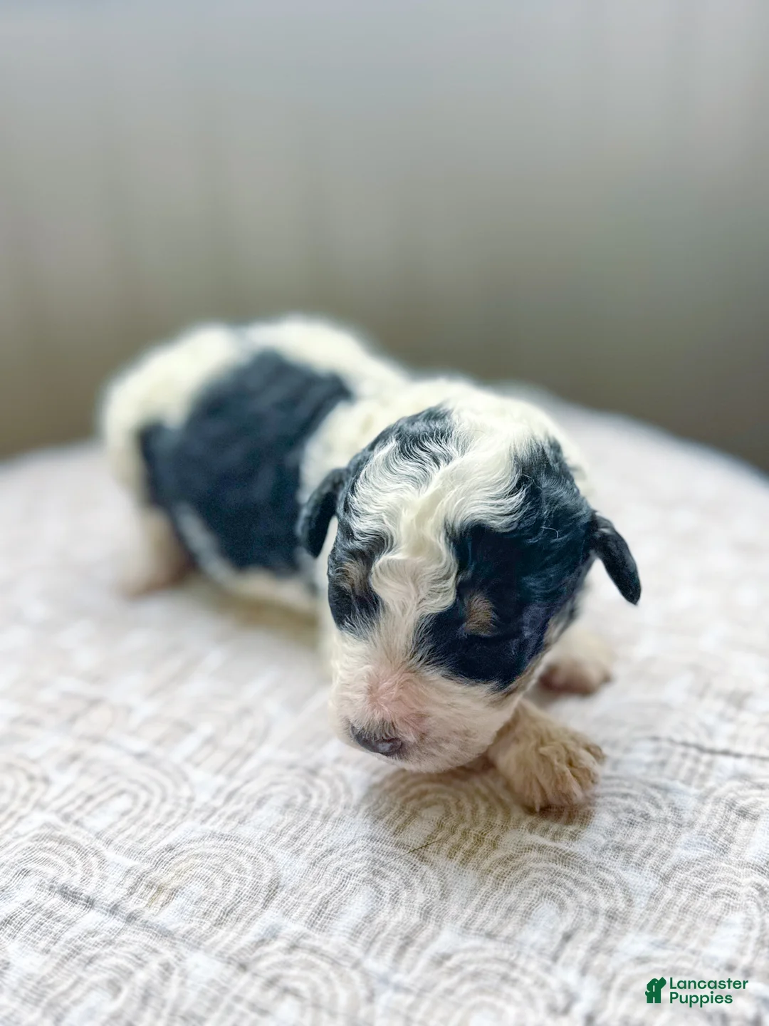 Mini Bernedoodle dogs for sale: Charlie - Ad 1