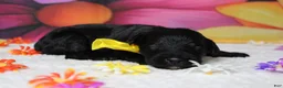 Bernedoodle dogs for sale: Onyx  - Ad 2