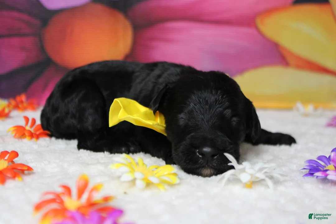 Bernedoodle dogs for sale: Onyx  - Ad 2
